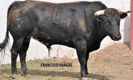 El hato de Real de Valladolid promedia 418 kilos
