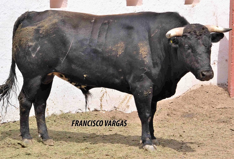 El hato de Real de Valladolid promedia 418 kilos