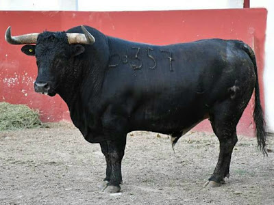 Los toros de Mimiahuápam con 529 kilos de promedio para Mérida