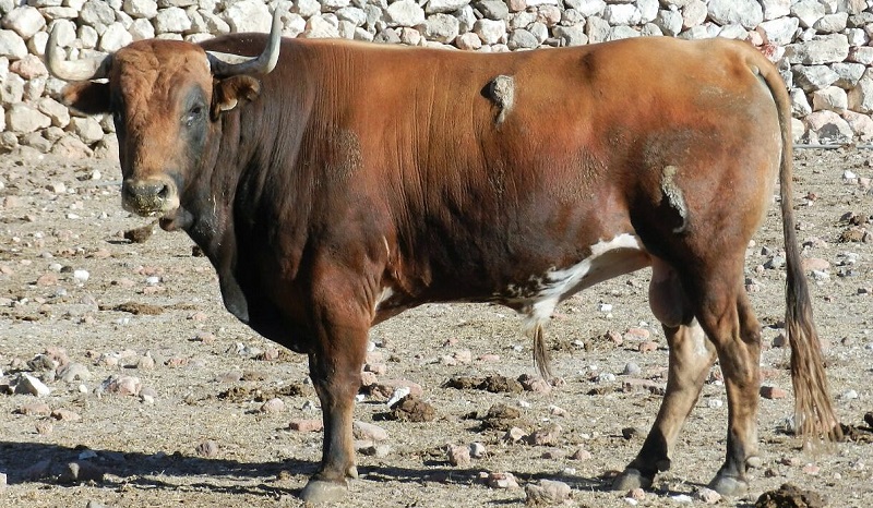 Los toros de Jaral de Peñas para Texcoco