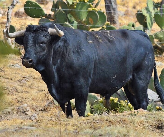 Bien presentados los toros de Torreón de Cañas