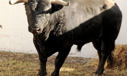Los toros de Real de Saltillo y Guanamé fueron aprobados