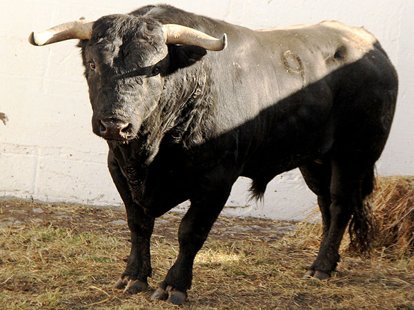 Los toros de Real de Saltillo y Guanamé fueron aprobados