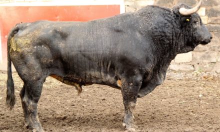 Promedian 520 kilos los toros de Mimiahuápam