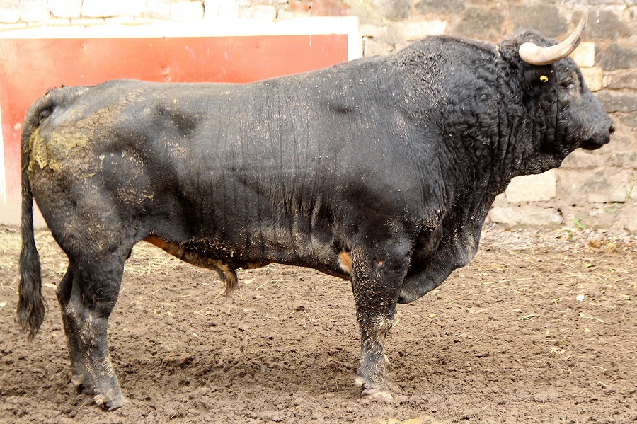Promedian 520 kilos los toros de Mimiahuápam