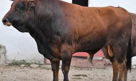 Con trapío los toros de Mimiahuápam para Mérida