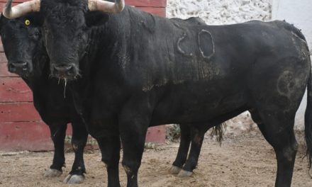 Aprobados los toros para el 90 aniversario de La Mérida