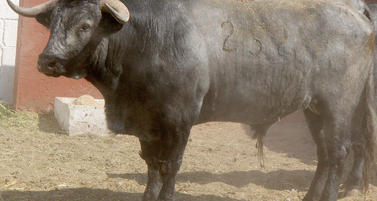 Los toros de Los Ébanos ya se encuentran en El Relicario