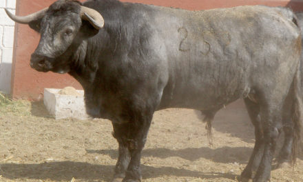 Los toros de Los Ébanos ya se encuentran en El Relicario