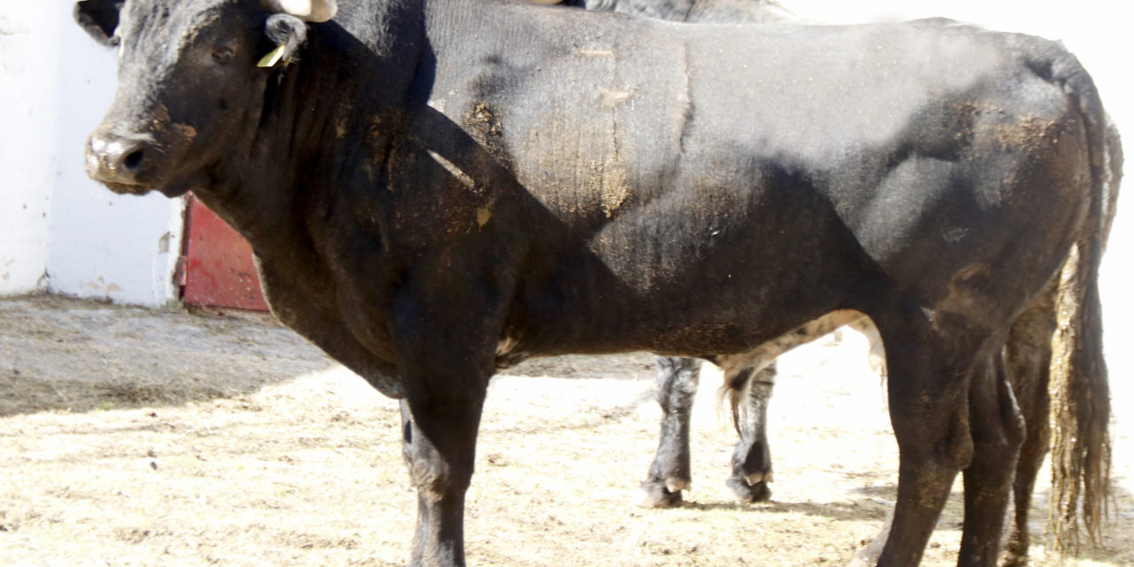 Lista los toros para la primera corrida en Puebla