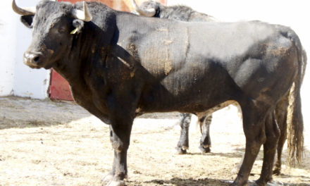 Lista los toros para la primera corrida en Puebla