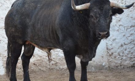 Promedian 530 kilos los toros de Marrón