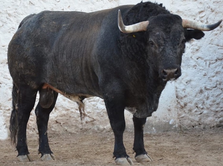 Promedian 530 kilos los toros de Marrón
