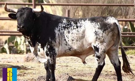 Los toros de Torreón de Cañas para Teziutlán
