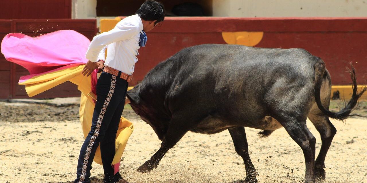 «El Mojito» se prueba con un toro