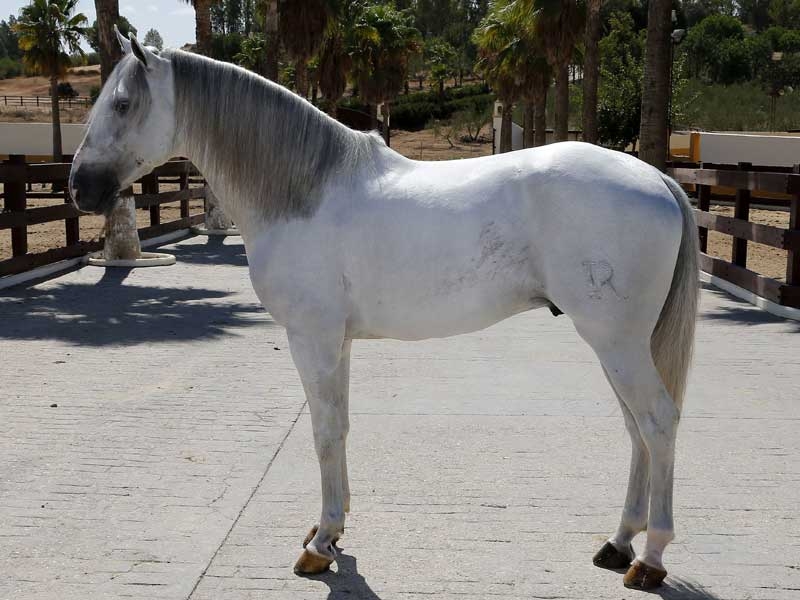 Murió «Dólar» , el caballo estrella de Ventura