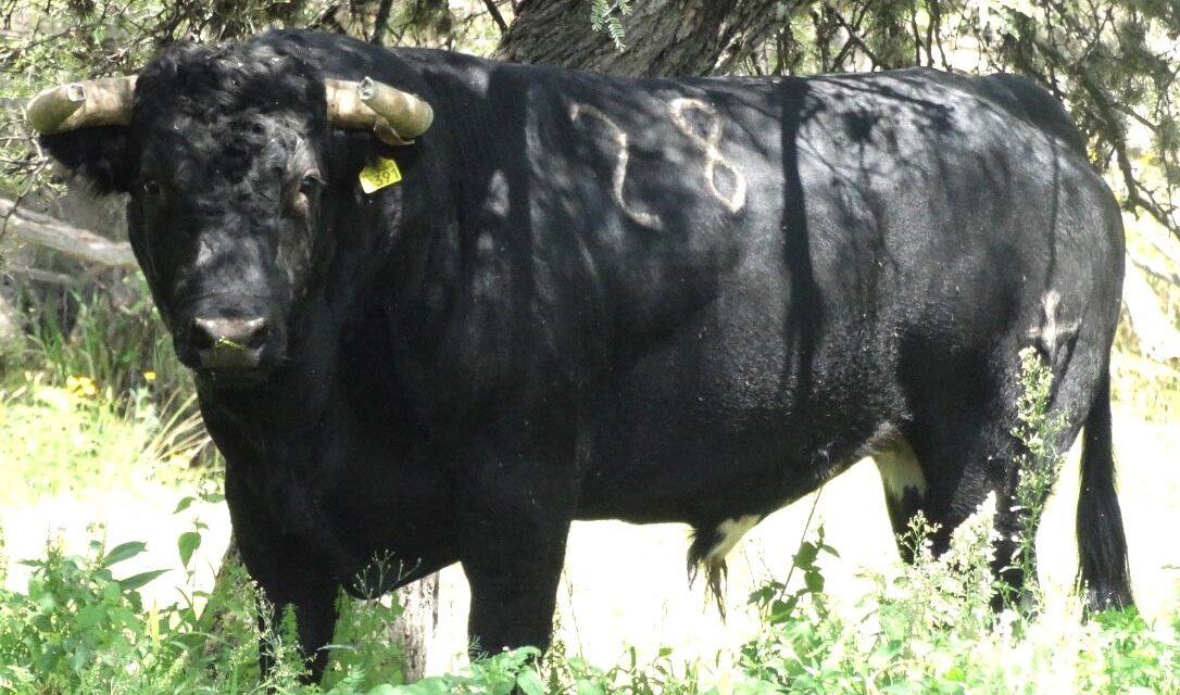 Con 457 kilos los toros de Corlomé