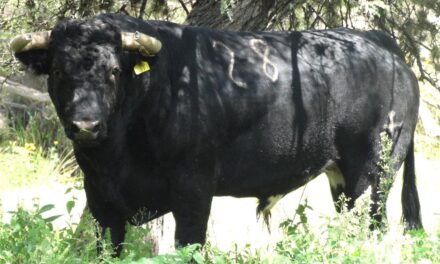 Con 457 kilos los toros de Corlomé