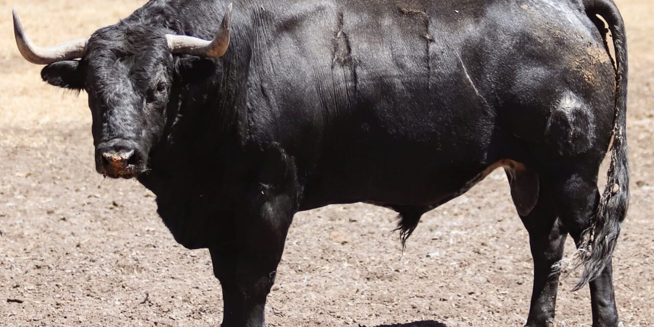 Atractivos detalles durante la lidia de los toros