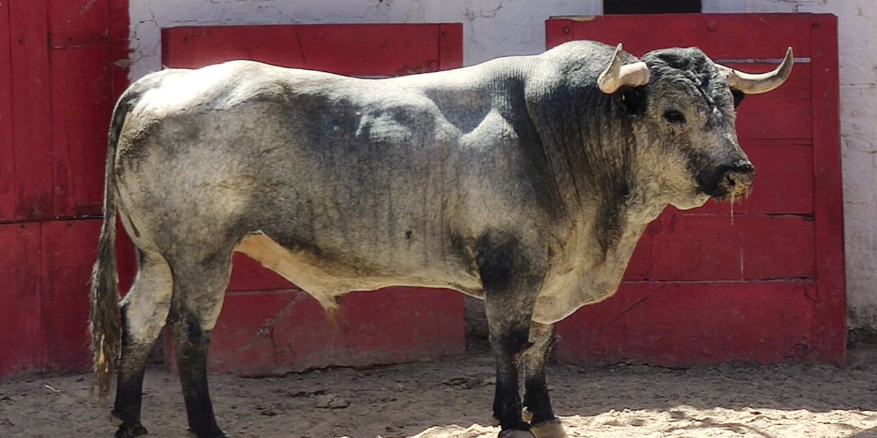Los toros de Pozohondo con 510 kilos de promedio