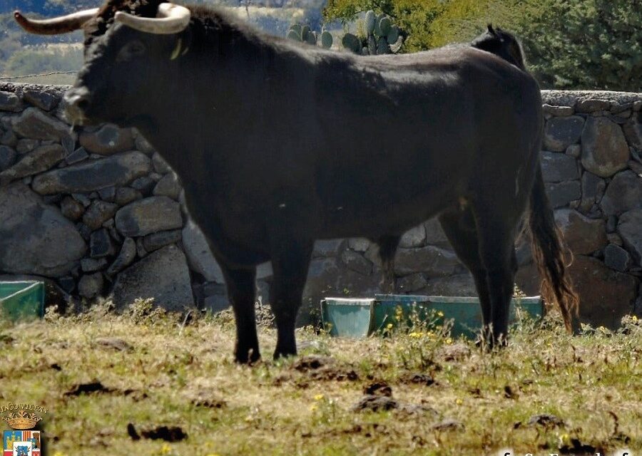 Presentan los toros de Arroyo Zarco y San Fernando