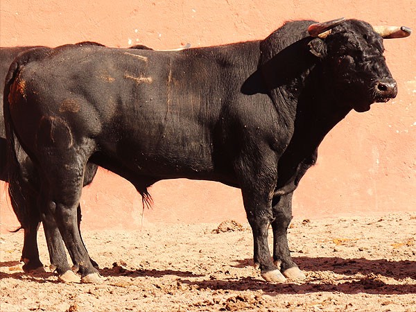 Presentan los toros de Zacatepec y San Marcos