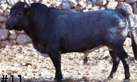 La reseña de los toros de José Arroyo para Texcoco