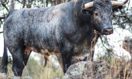 Los toros de Piedras Negras y Zacatepec
