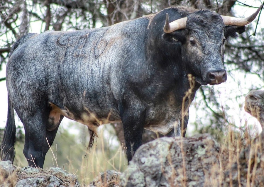 Los toros de Piedras Negras y Zacatepec
