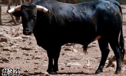 Los toros de Torrecilla para Texcoco