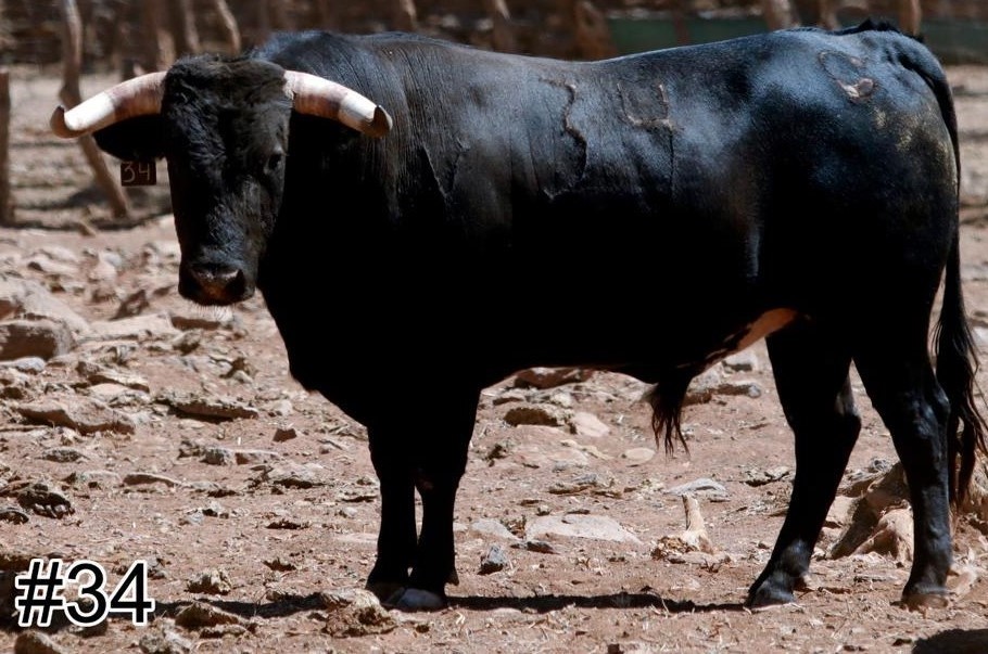 Los toros de Torrecilla para Texcoco