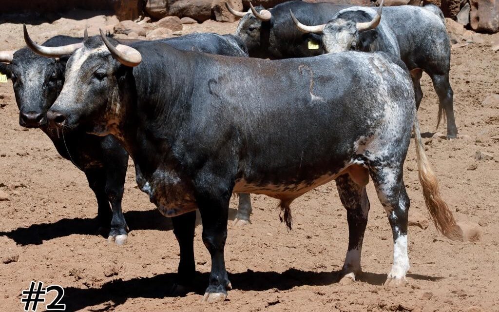Los toros de San Marcos para Texcoco