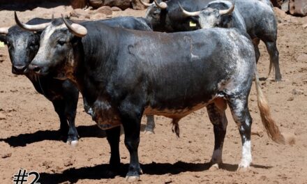 Los toros de San Marcos para Texcoco