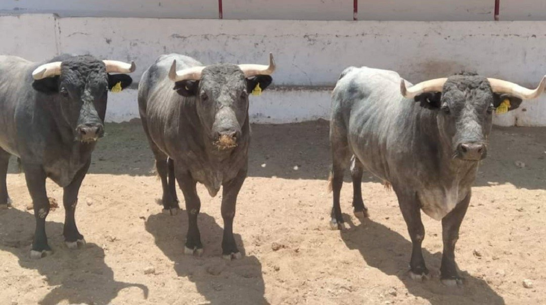 Los toros de Castorena promediaron 400 kilos