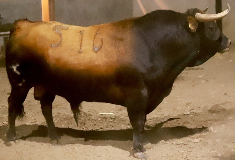 El encierro de Tenolapa promedio 529 kilos