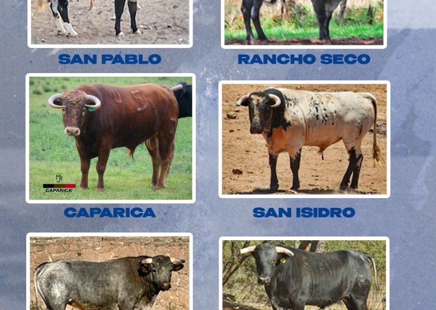 Exhiben las imágenes de los toros para el festival en homenaje a Rafael Ortega