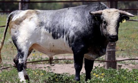 En 472 kilos los toros de Reyes Huerta