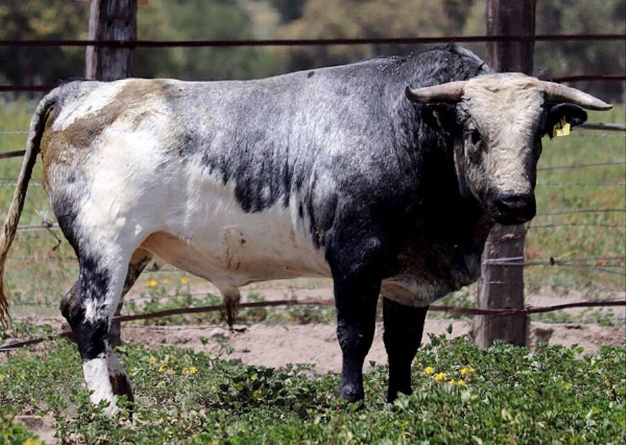 En 472 kilos los toros de Reyes Huerta