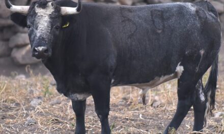 Dan a conocer las imágenes y  detalles de los toros de Xajay para Xalostoc