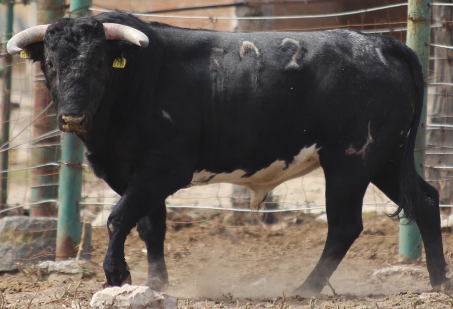 Exponen imágenes y detalles de los toros para Xico