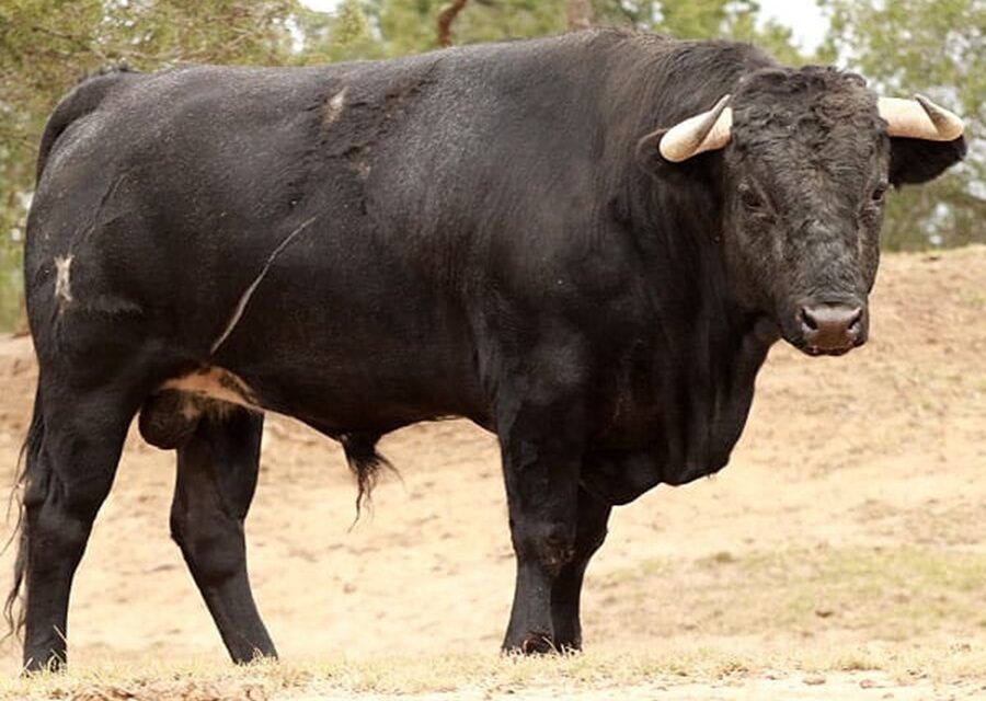 Los toros de San Antonio Tepetzala para Apizaco
